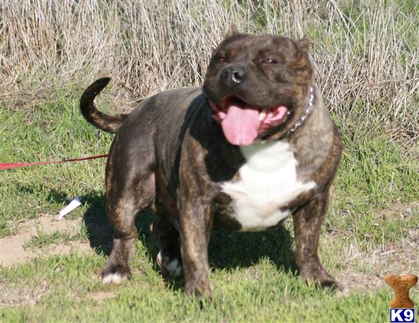 Dogs - American Pit Bull